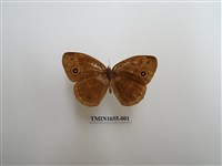 藏品(眉眼蝶)的圖片